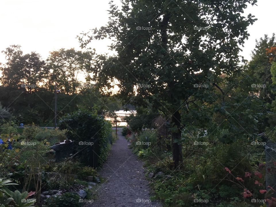 Summer evening garden