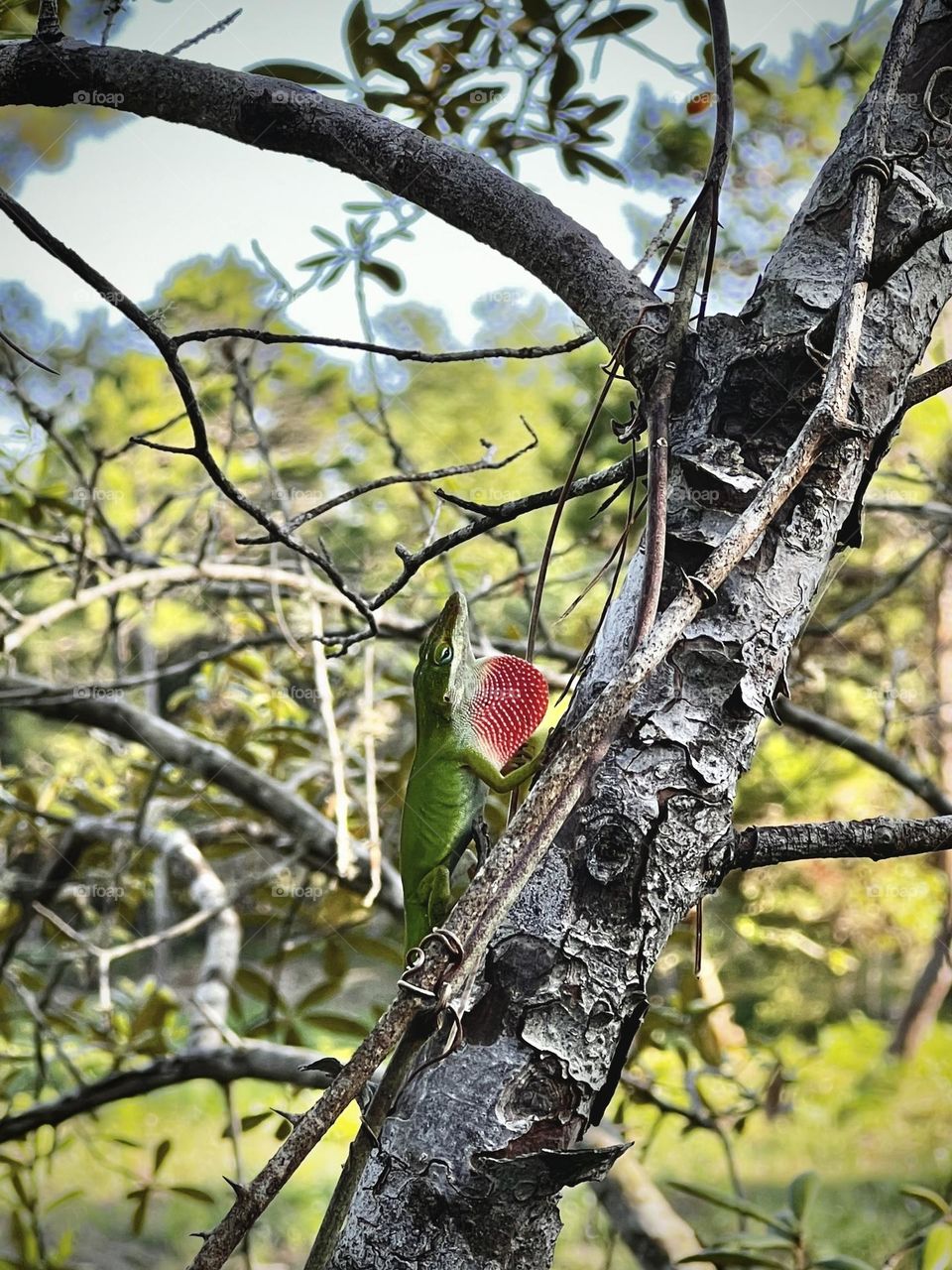 Green anole lizard hopefully displays his bright pink dewlap to get attention. His colors stand out against the bare branches in a tiny but mighty presentation.