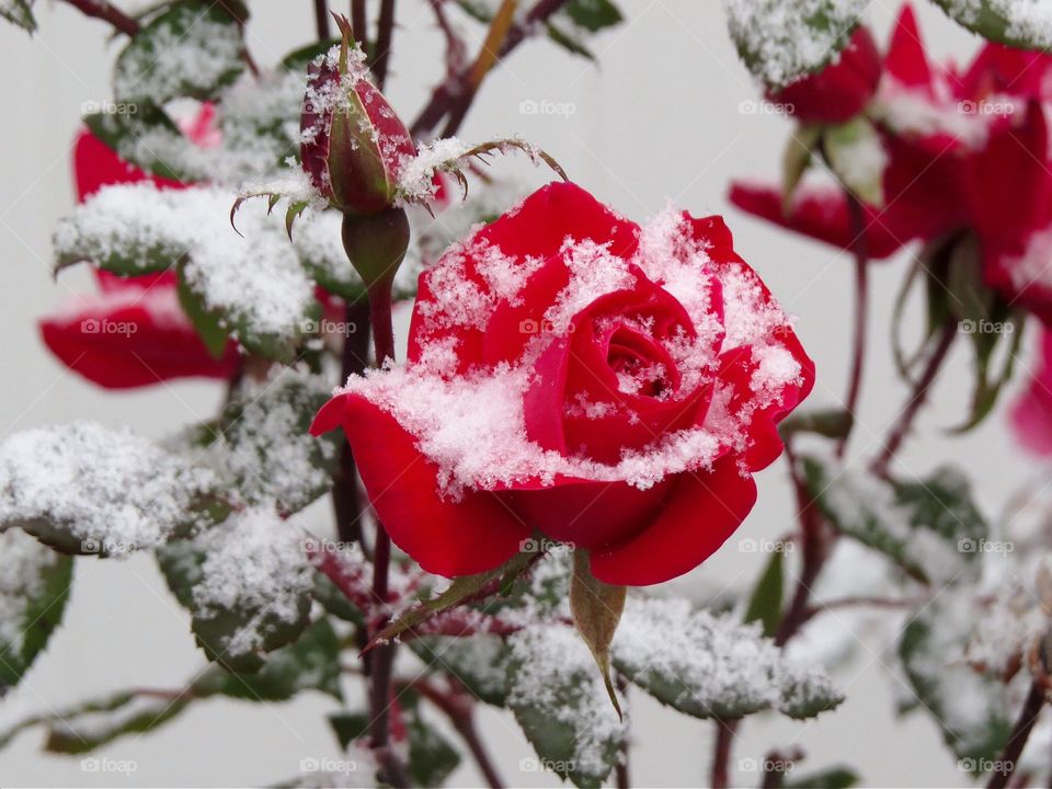 Snow rose