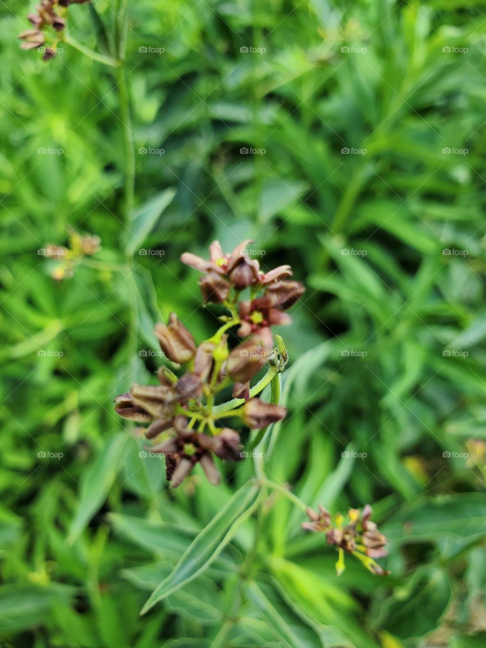 wild flower:shapes of nature