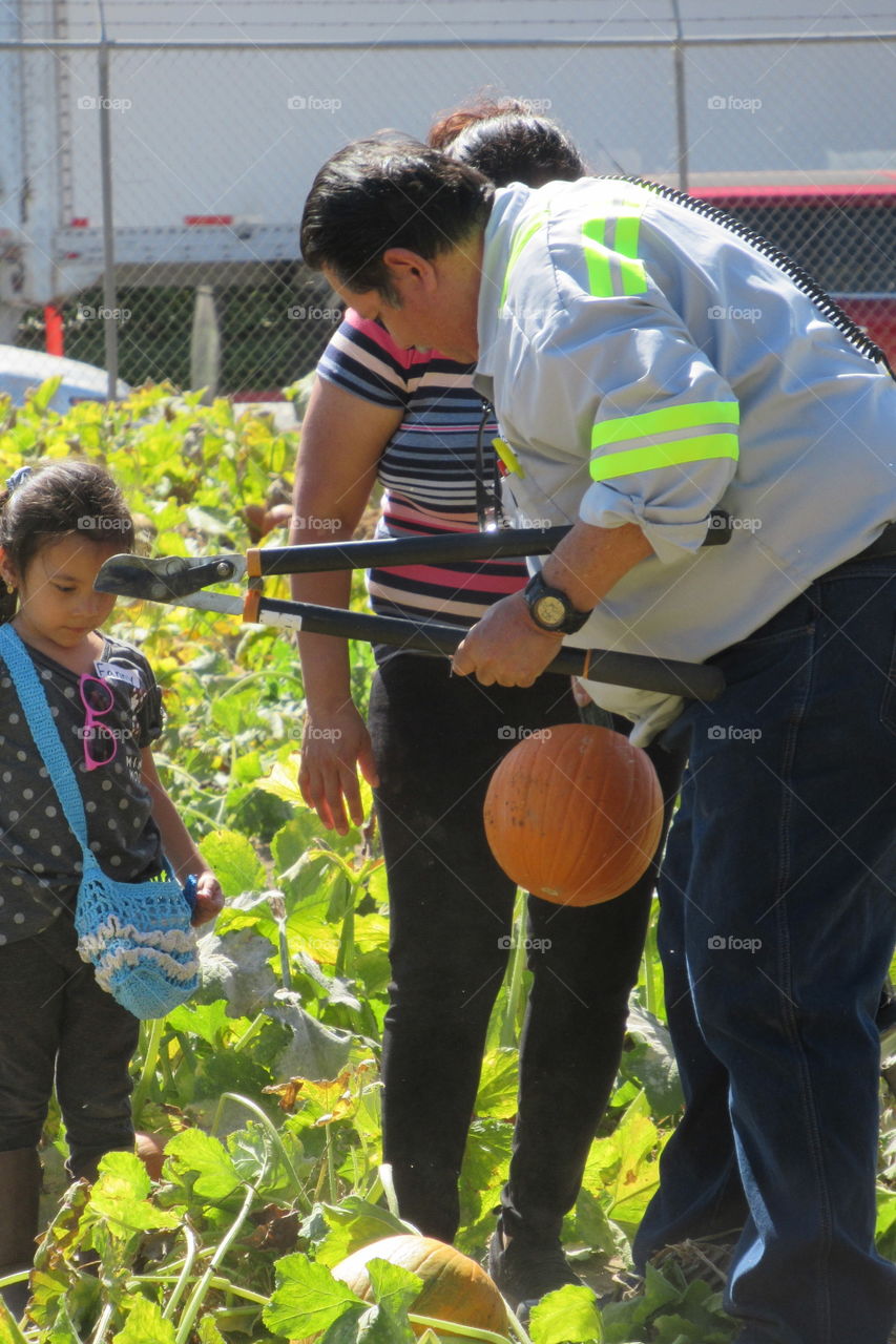 Pumpkin Patch