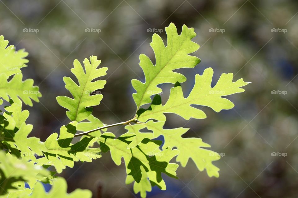 Sunlight on Oak Leaves