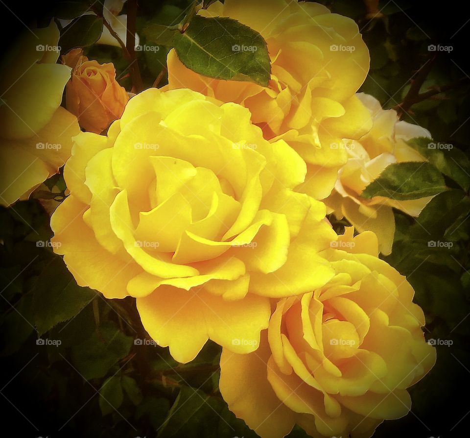 Picturesque yellow rose captured in Napa Valley, California. 