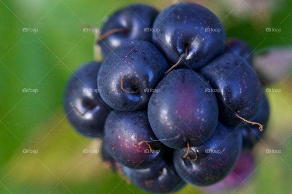 Close of wild berries