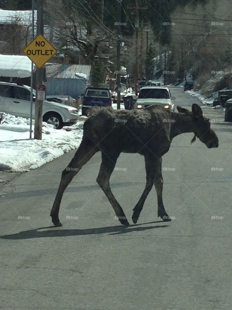 Moose . Moose on a Park City street