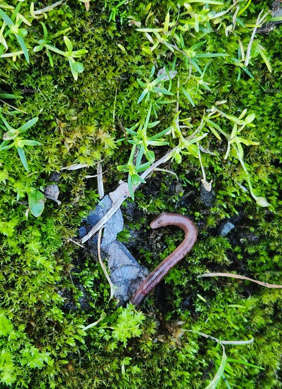 pink earthworm poking up through green moss and growing plants after an Oregon rain shower