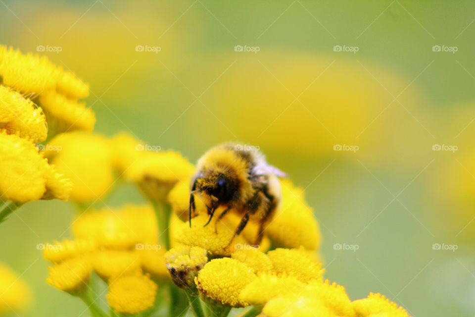 Bumblebee on yellow flowers