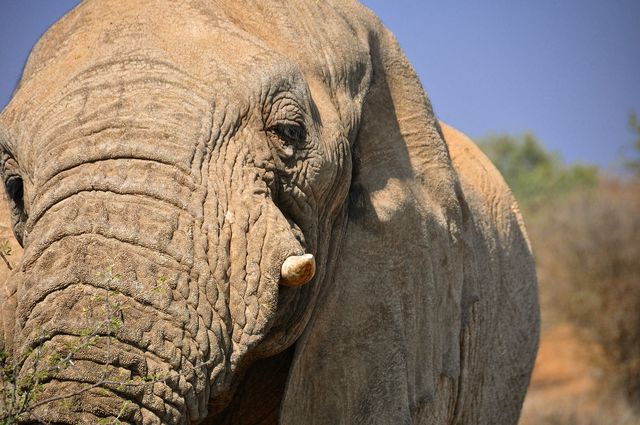 elephant