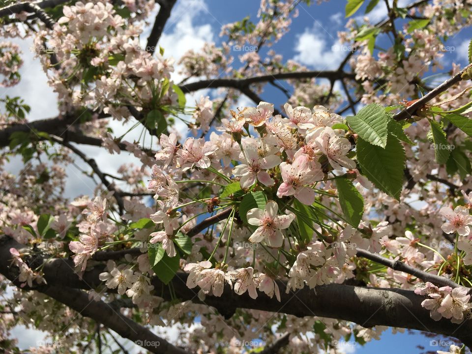 Blossoms in CT in May