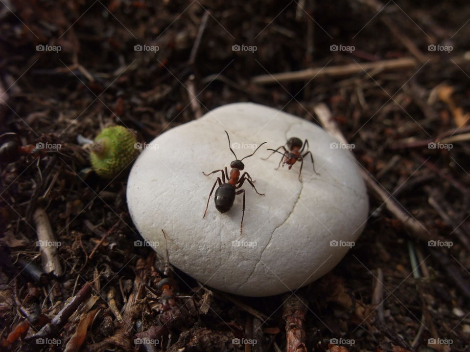 There is an ant hill close to my house.  The weather has been nice so the ants have been very busy and active. I noticed that many ants makes an interesting sound.