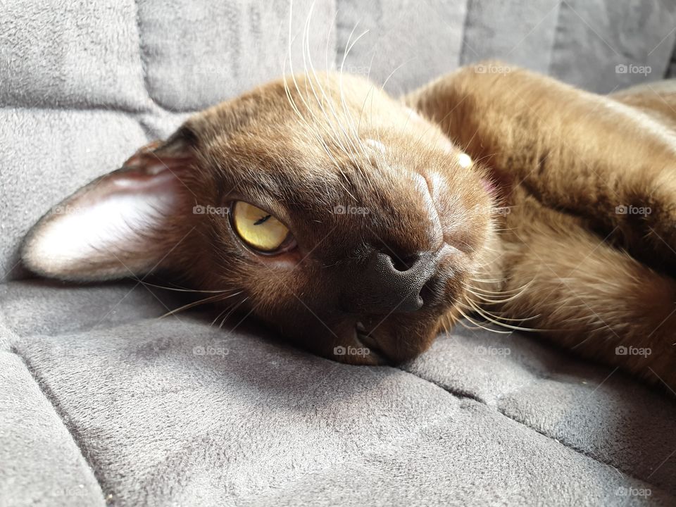 Brownish burmese cat lying down one a sofa with one eye open