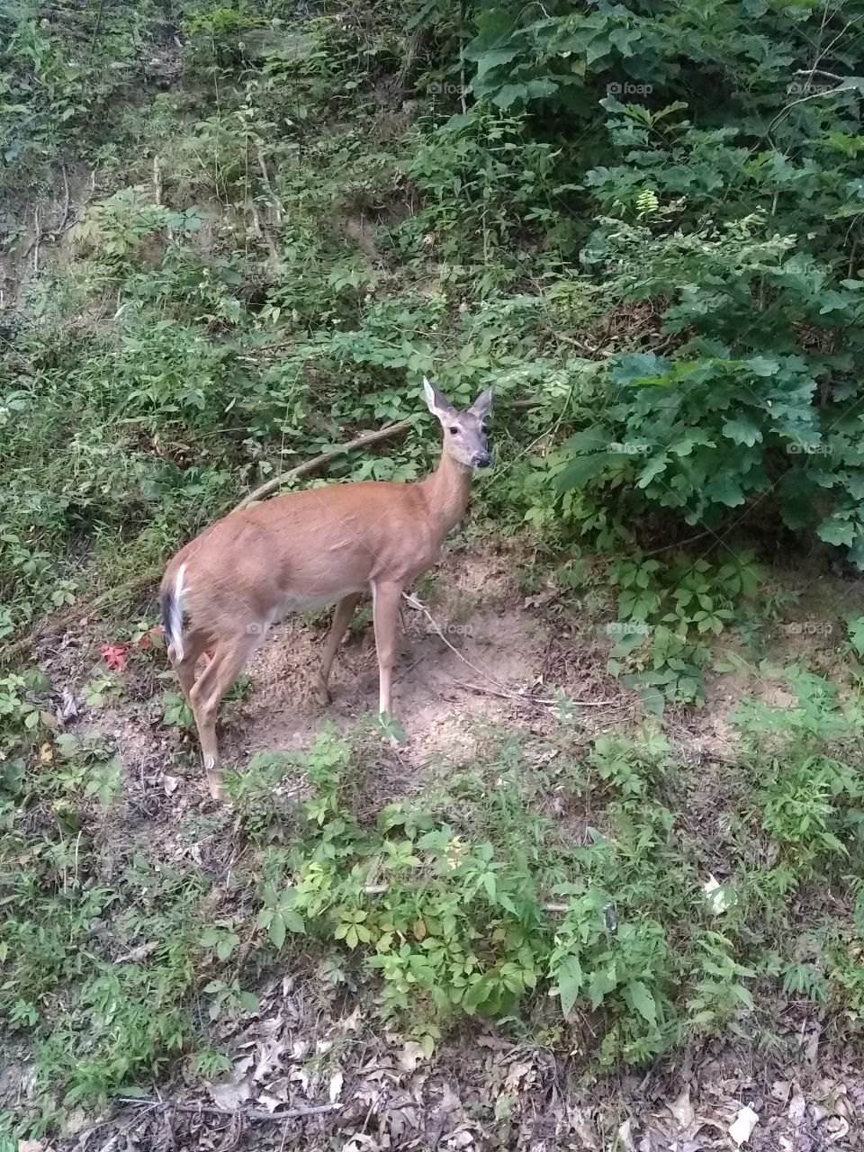 A moment frozen in time. Motionless deer. #truephoto