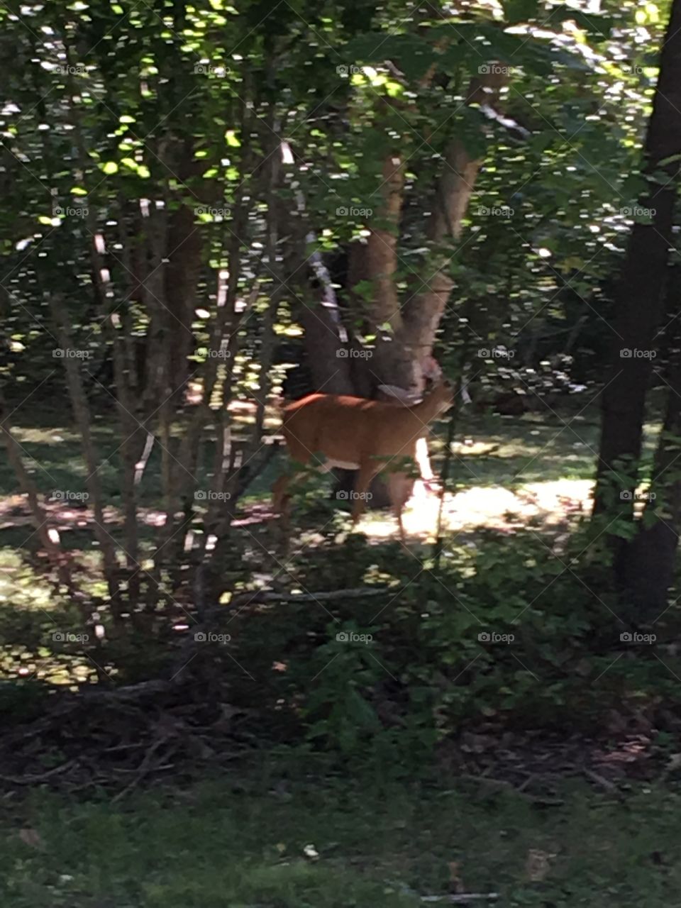 More Deer pics love shooting them with a camera or in this case my iPhone! Lovely Doe.