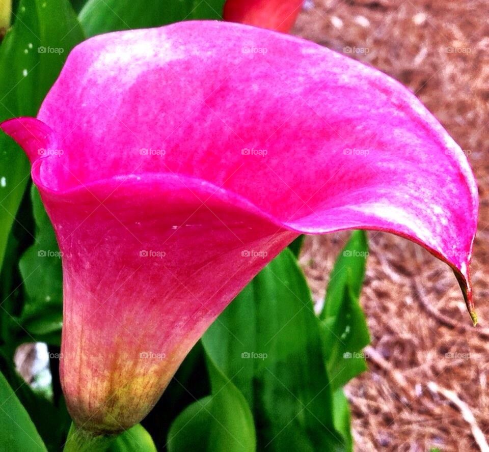 flowers garden plants flower by cable