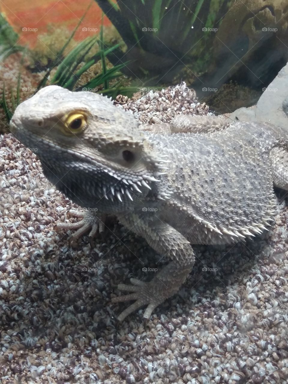 #Beardie101