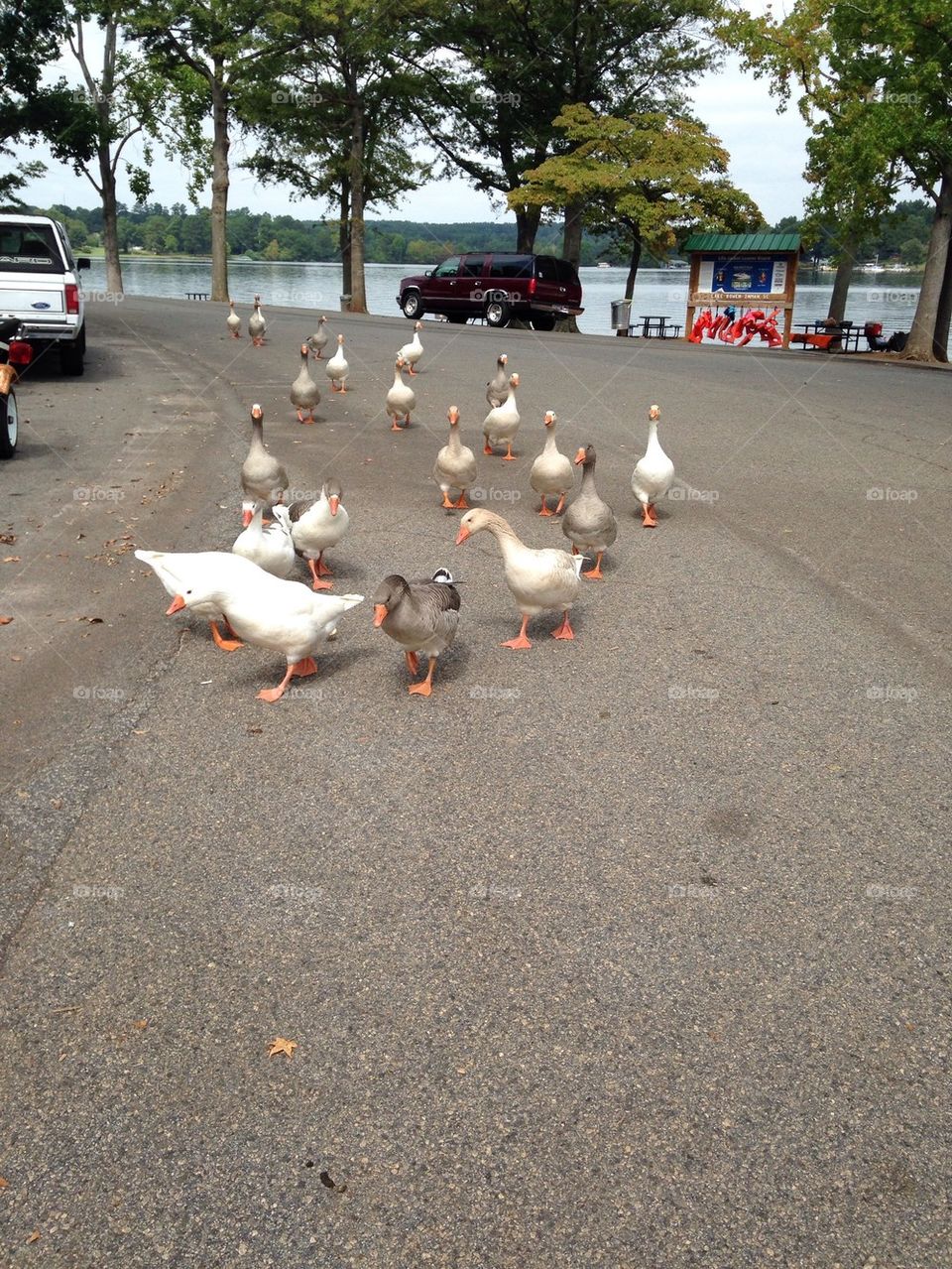 Chased by geese 