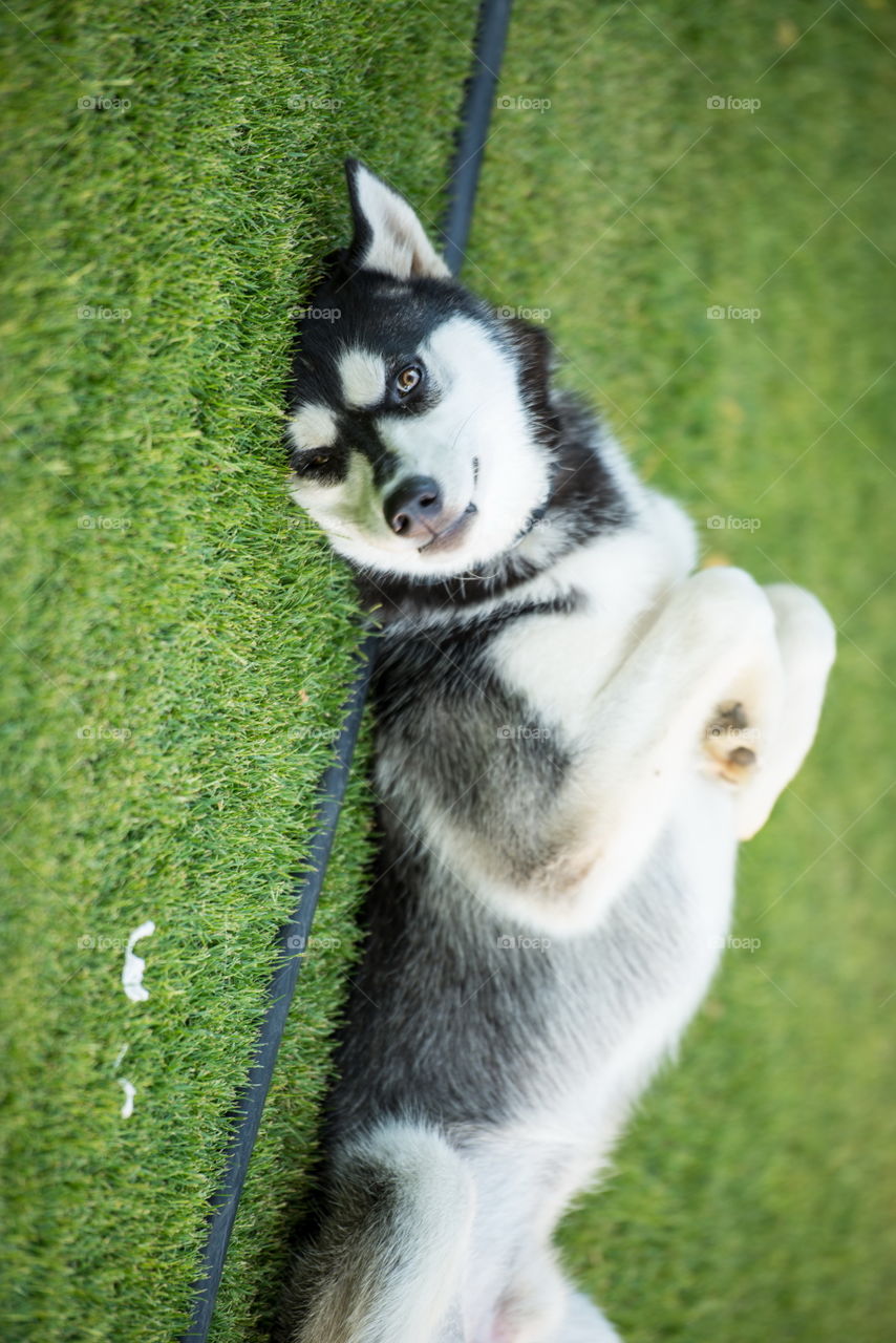 husky puppy lying down on his back on the grass feeling lazy