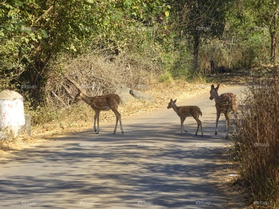 Deers in the wild.