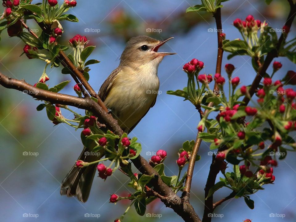 warbling vireo