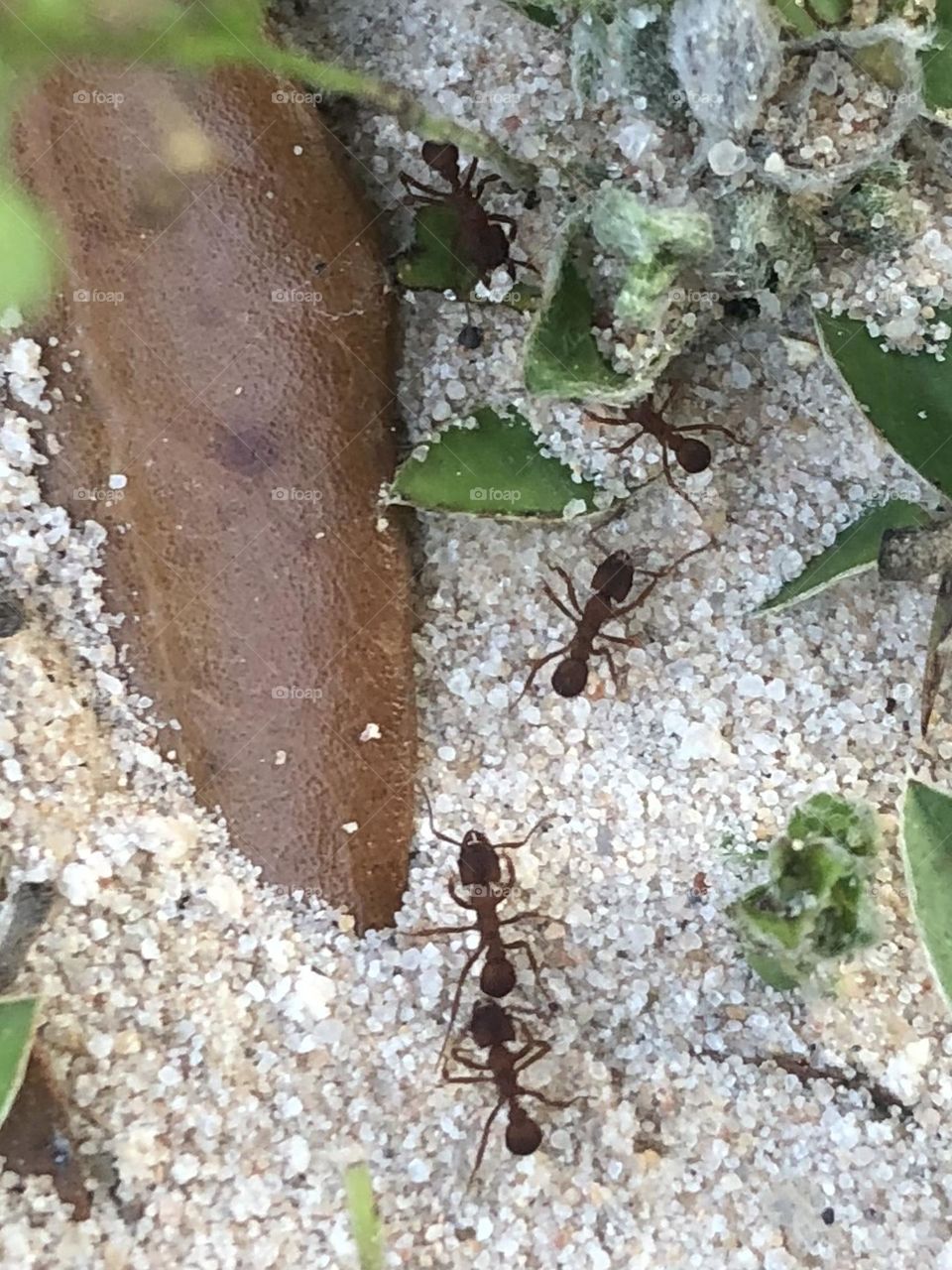 Closeup of some cutter ants doing their thing out here on the ranch - amazing workers and finally left my Bradford Pear alone this year ππ»
