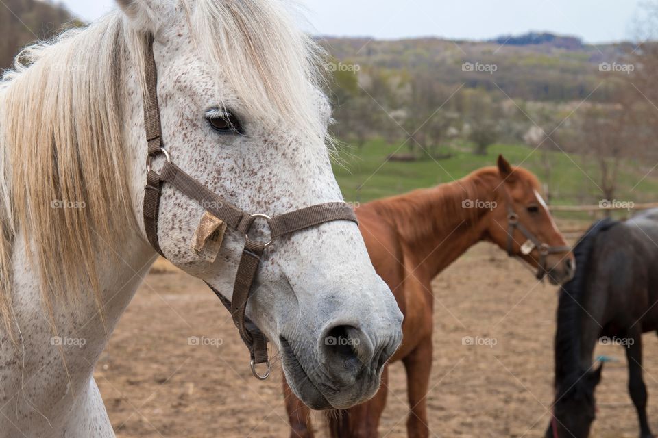 Close-up of horses in field