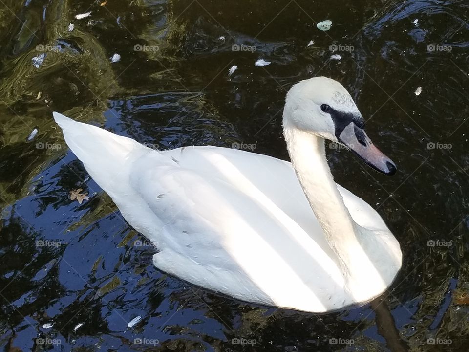 a swan in kuğlu park in Ankara Turkey