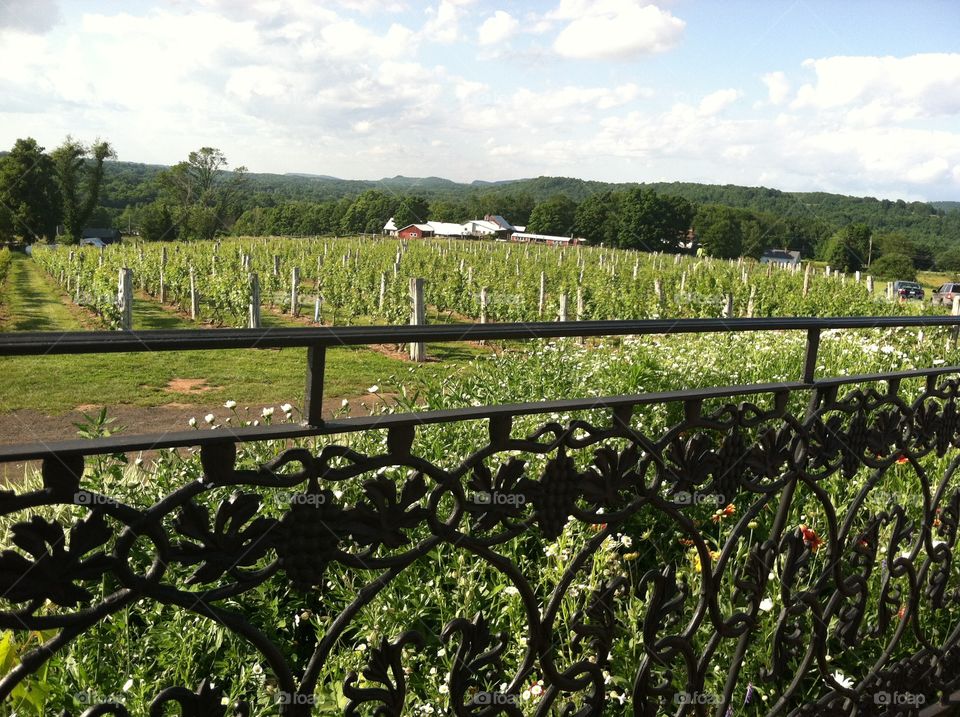 Connecticut vineyard in the summer 