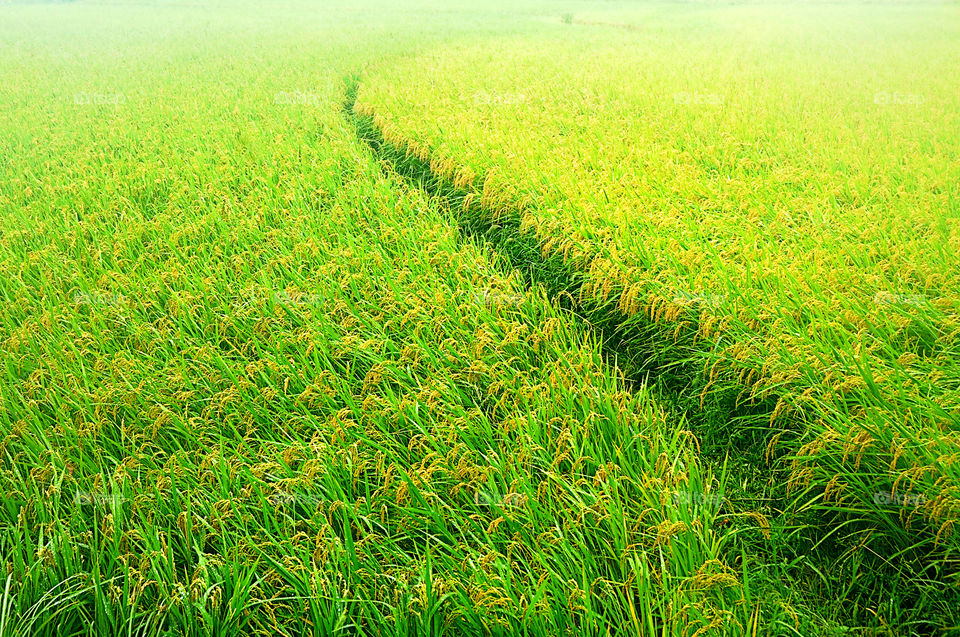 the path  in the green rice field