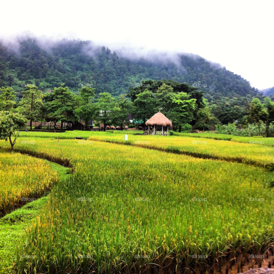 stunning chiangmai padi fields chiangmai thailand by travelnat