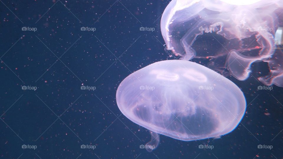 Moon Jellyfish at Long Beach Aquarium