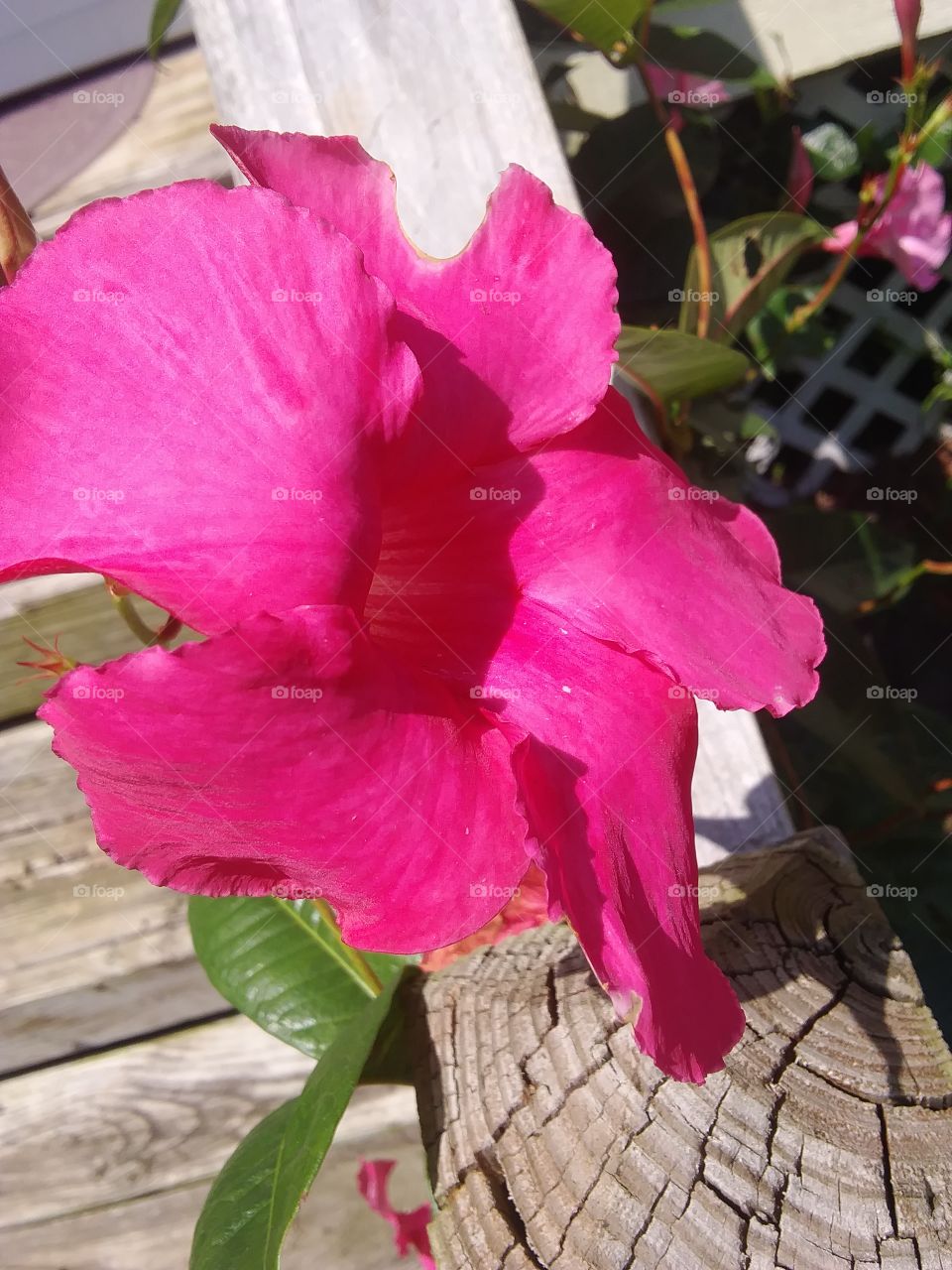 drooping hot pink flower