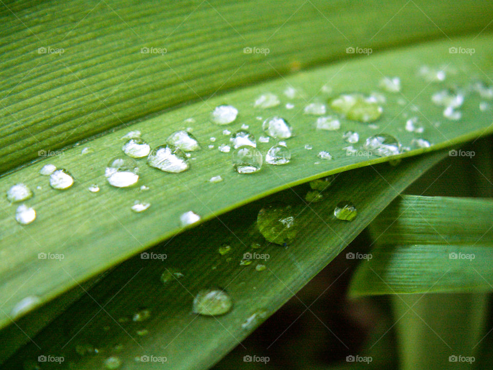 Dew on the grass