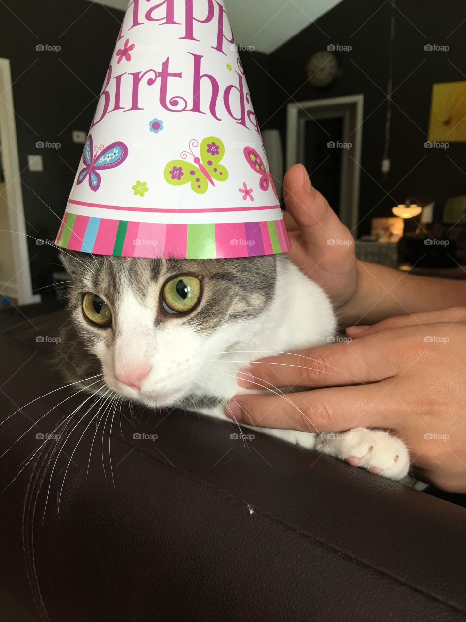Birthday cat.