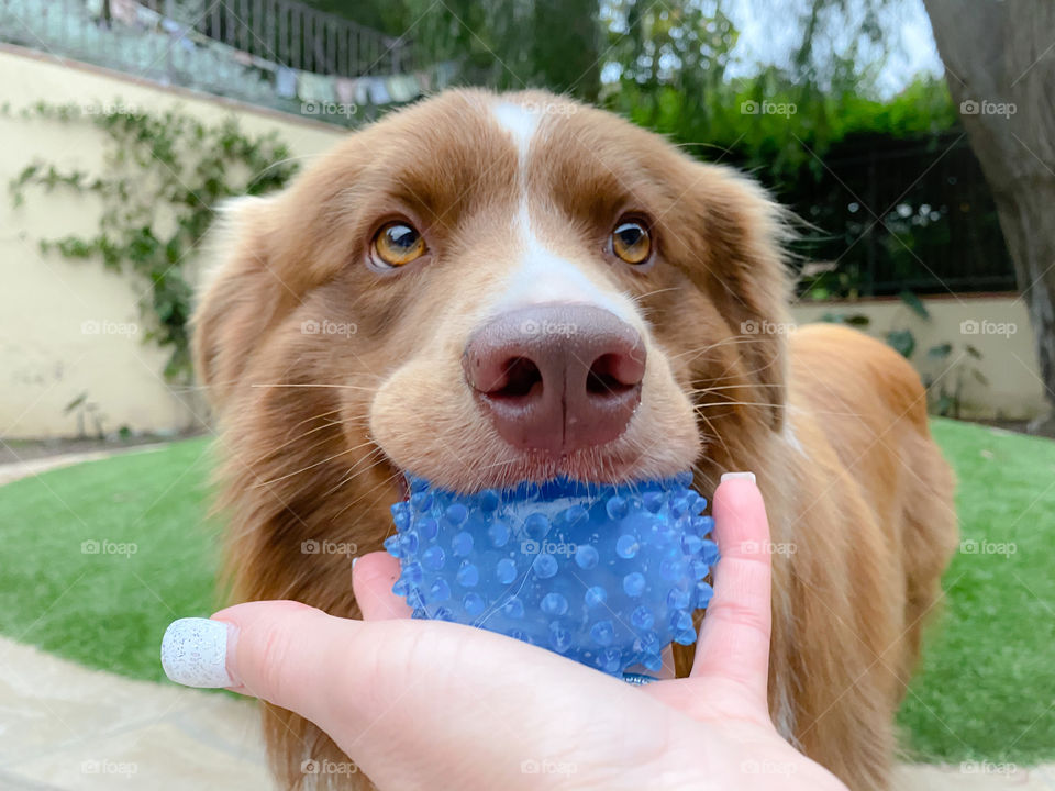 Border collie holding a blue ball in his mouth under a hand 
