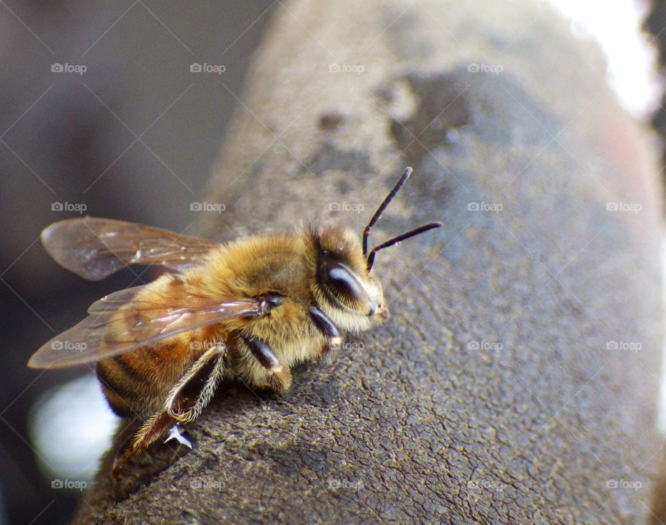 Little honey bee resting on leather work glove on hand of beekeeper