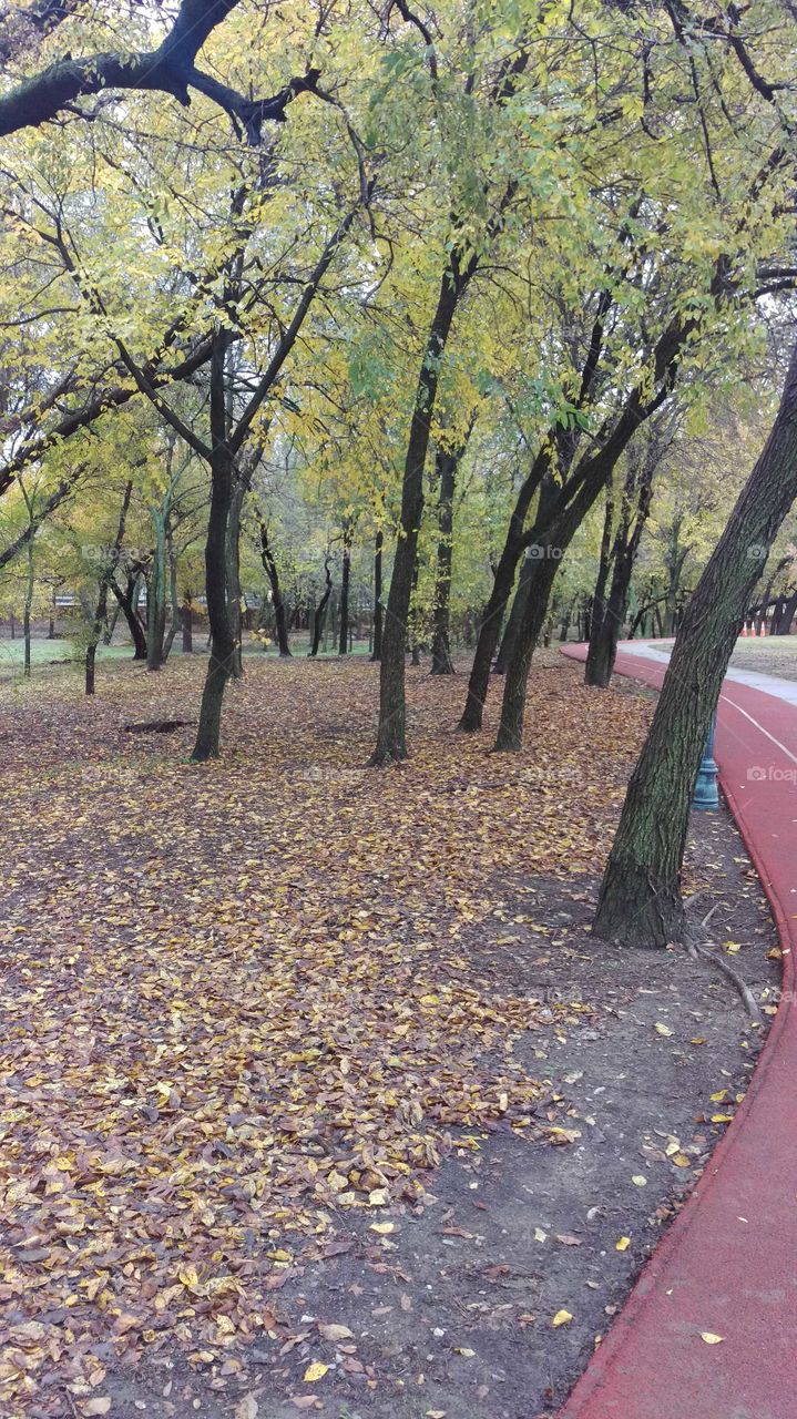 Running trail looking pretty in the Fall