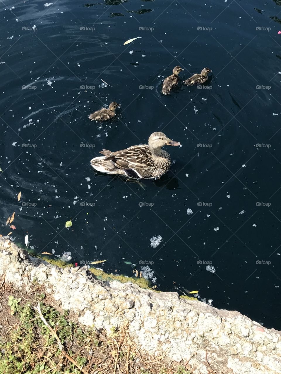 Mother duck with ducklings 