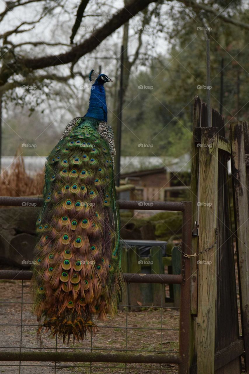 Peacock on the fence