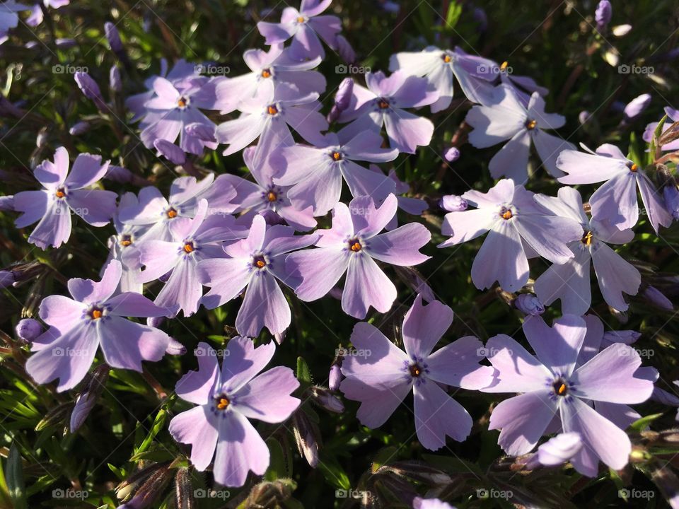 Phlox 