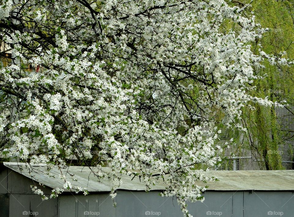 Tree, Season, Flower, Branch, Flora