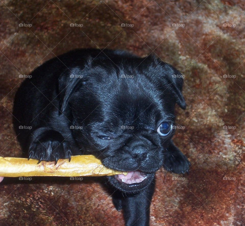 Pug with rawhide