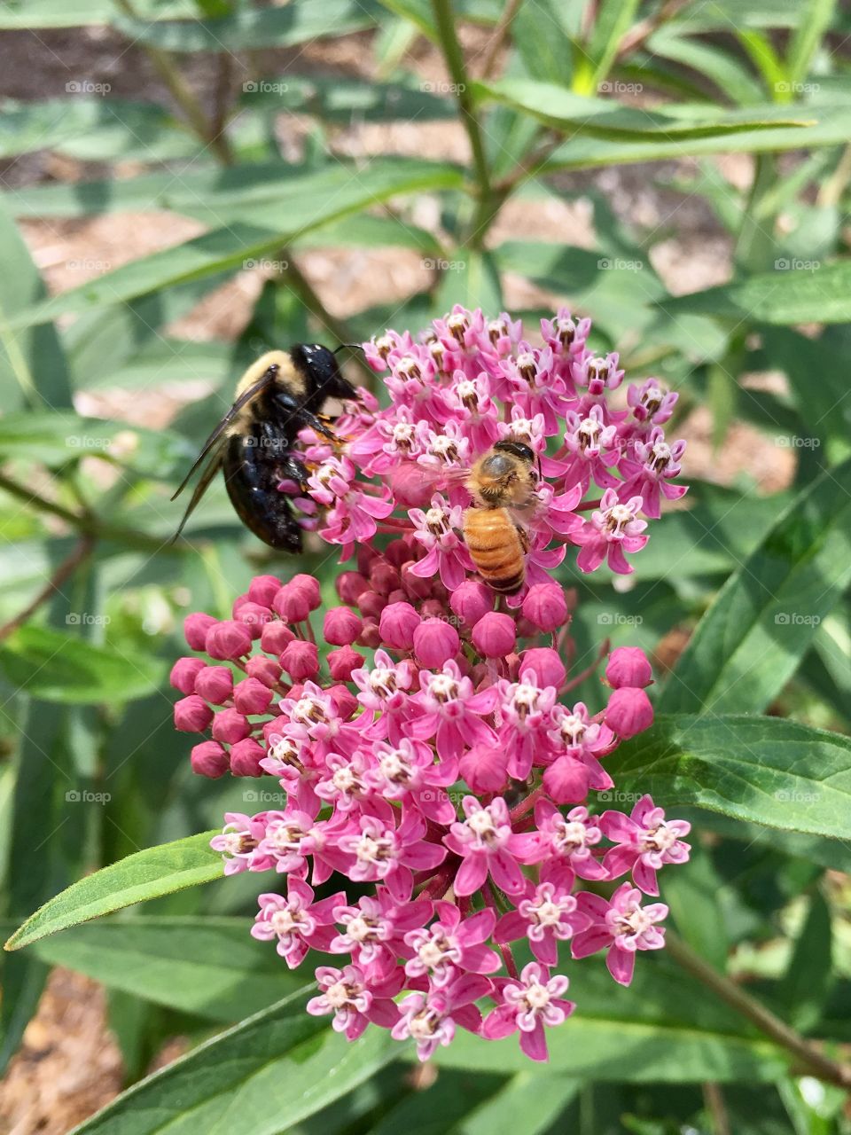 Buzz in the milkweeds 