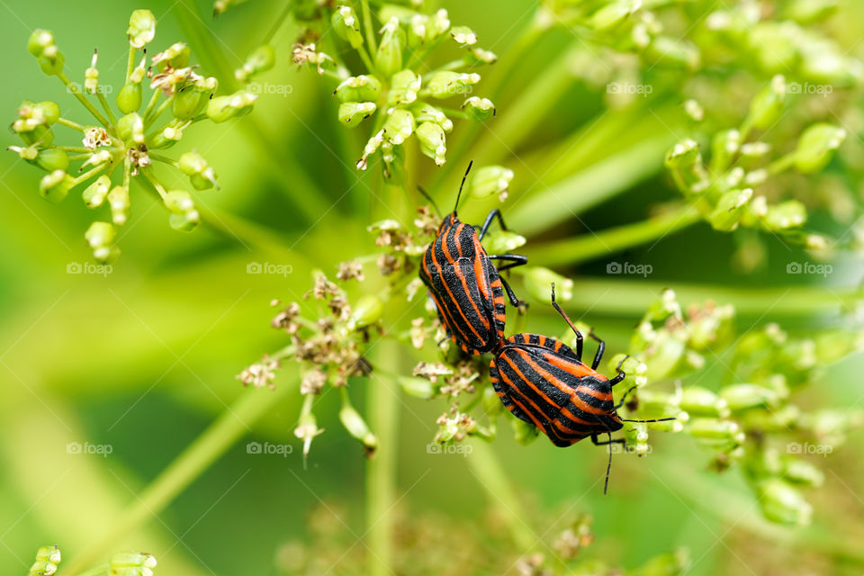 closeup view of the italian striped bug graphosoma lineatum italicum mating on blurred green background