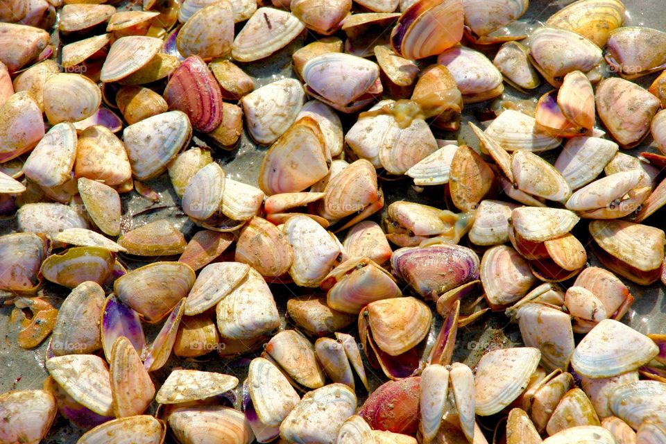 Cockle Sea shells