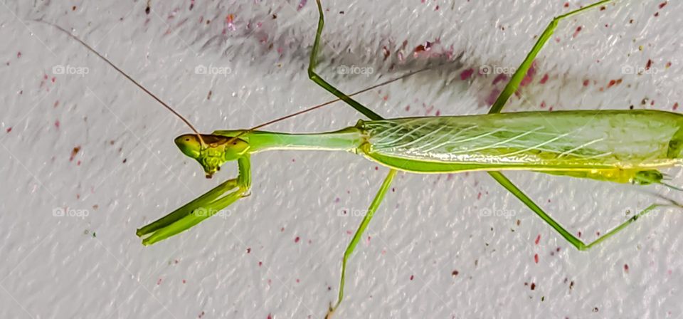 Just before winter, a female praying mantis will lay between 100 and 400 eggs in a safe place, such as a branch or a leaf.  In early spring, the nymphs hatch from the eggs.