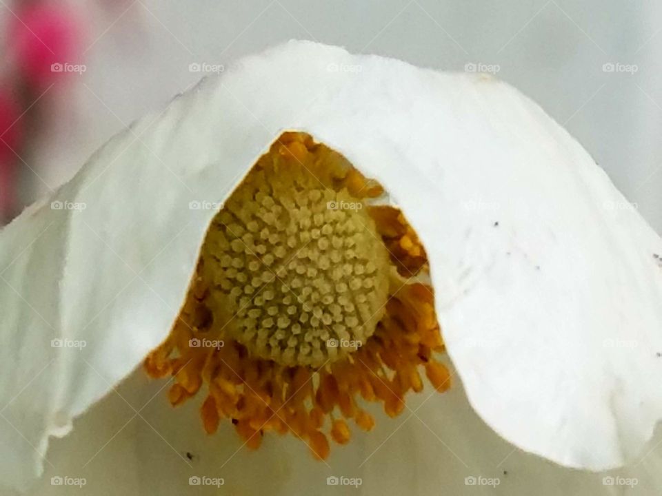 Flowers in our yard with the morning dew