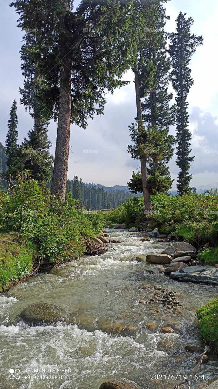 A curvy Water stream blooming  & flowing through a  Forest area in Keller Forest in Kashmir Valley in J & K.....
