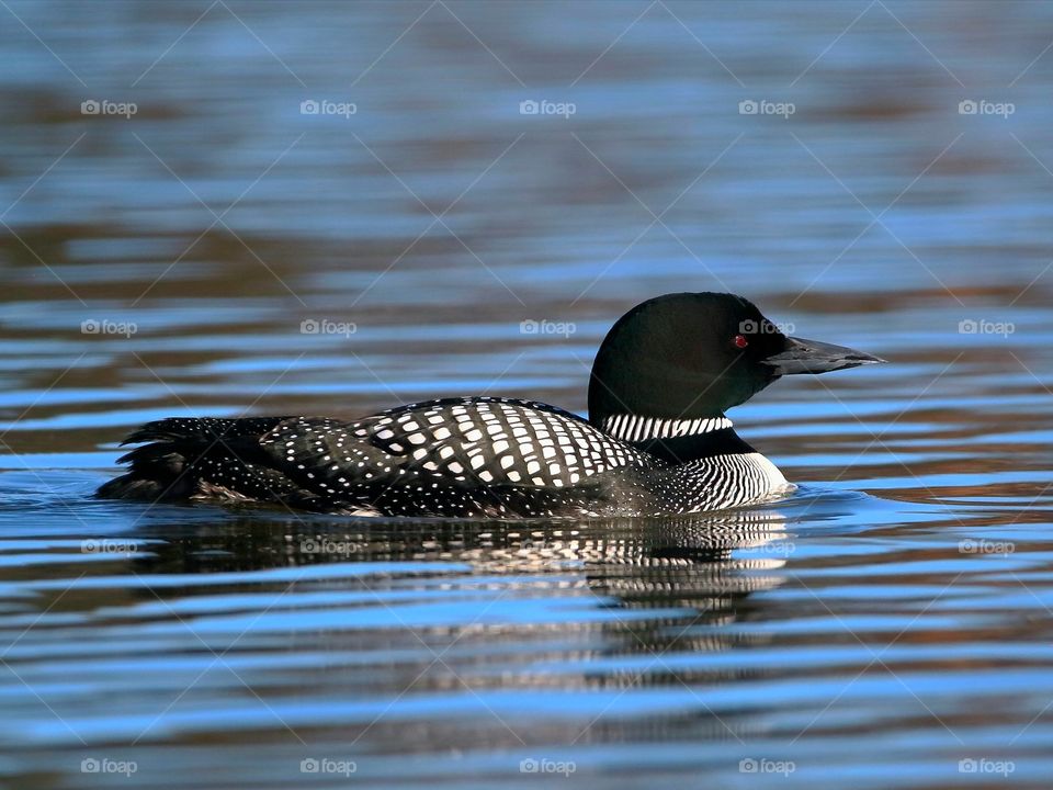 common loon