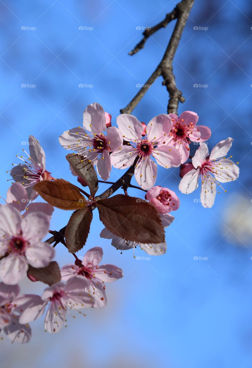 Spring time and flowering branch