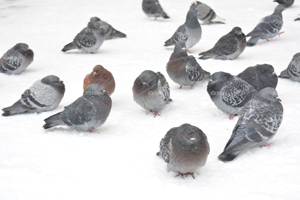 birds doves on a snowy street